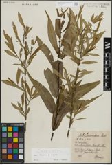Foto von Salix lucida Muhl. x Salix nigra Marshall